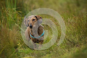 Wire-haired dachshund standing in a meadow