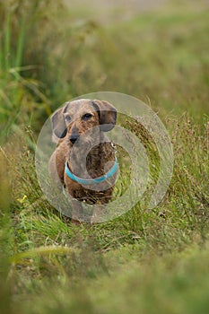 Wire-haired dachshund standing in a meadow
