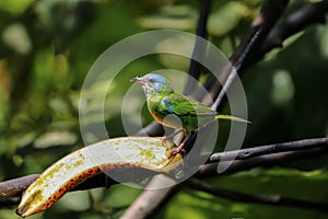 Dacnis cayana perched on a branch with banana, Folha Seca, Brazil