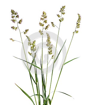 Dactylis glomerata, also known as cock`s-foot, orchard grass, or