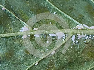 Cochineal insects on the lower abaxial face sides of leaves of an eggplant plant. photo