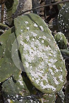 Ficus indica leaves with disease photo