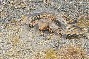 Dactylopterus volitans flying fish