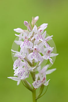 Dactylorhiza