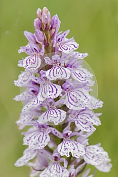 Dactylorhiza elata orquidea wild white and pink or white and purple of medium or large size, mountain meadow