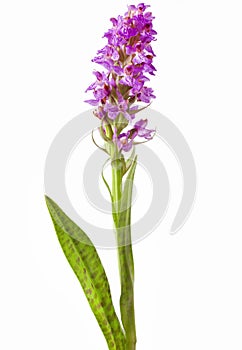 Dactylorhiza