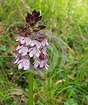 Dactylorhiza fuchsii - Common Spotted orchid photo