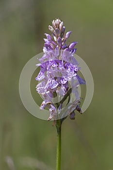 Dactylorhiza fuchsii common spotted orchid flowers in bloom, beautiful purple white wild flowering plants on highlands meadow