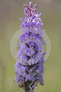 Dactylorhiza fuchsii common spotted orchid flowers in bloom, beautiful purple white wild flowering plants on highlands meadow