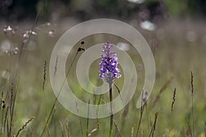 Dactylorhiza fuchsii common spotted orchid flowers in bloom, beautiful purple white wild flowering plants on highlands meadow