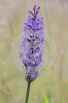 Dactylorhiza fuchsii common spotted orchid flowers in bloom, beautiful purple white wild flowering plants on highlands meadow