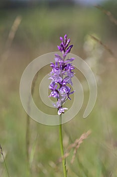 Dactylorhiza fuchsii common spotted orchid flowers in bloom, beautiful purple white wild flowering plants on highlands meadow