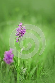 Dactylorhiza maculata, known as the heath spotted-orchid or moorland spotted orchid