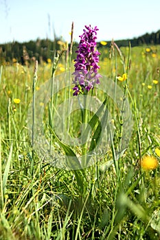 Dactylorhiza majalis