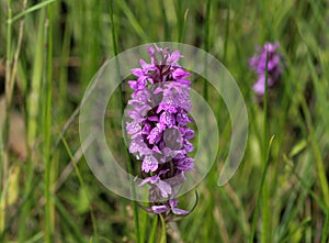 Dactylorhiza majalis, also known as western marsh orchid, broad-leaved marsh orchid, fan orchid, common marsh or Irish marsh