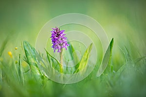 Dactylorhiza majalis. Free nature. Beautiful picture.