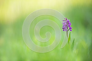 Dactylorhiza majalis. Free nature. Beautiful picture.