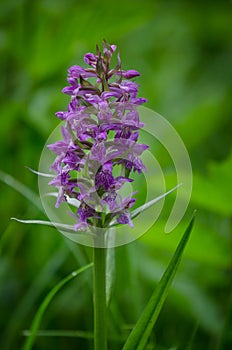 Dactylorhiza majalis, western marsh orchid