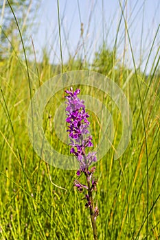 Dactylorhiza majalis (western marsh orchid, broad-leaved marsh orchid, fan orchid, common marsh orchid, Irish Marsh-orchid)