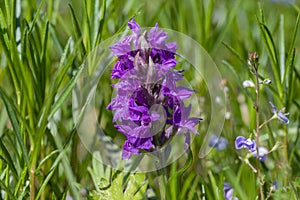 Dactylorhiza majalis wild flowering orchid flowers on meadow, group of bright purple flowers in bloom