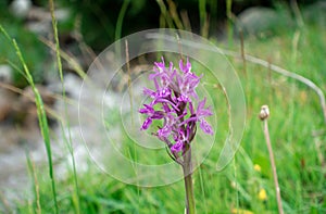 Dactylorhiza sambucina violet. Orchid. Traunsteiner\'s fingerroot. A species of