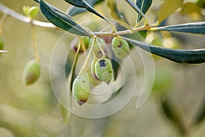 Dacus oleae holes  on olives fruits