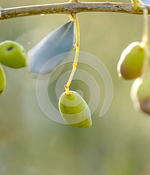 Dacus oleae holes  on olives fruits