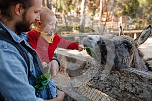 Dad and child interact with donkeys at the zoo.