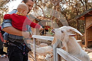 Dad and child interact with goat at the zoo.