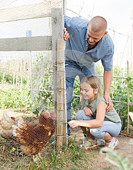 Dad and daughter feeding chickens