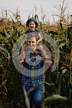 Dad with a little daughter on his shoulders are standing in a cornfield