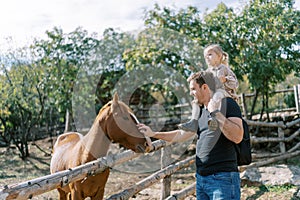 Dad with a little girl on his shoulders pets a bay horse in a paddock in the park