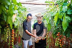 Dad and son check harvest of cherry tomato in greenhouse family business