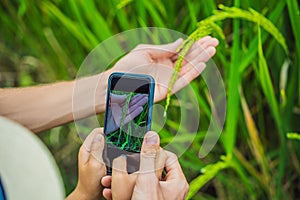 Dad and son identify plants using the application on a smartphone. augmented reality