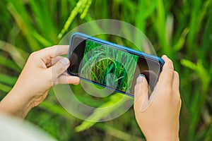 Dad and son identify plants using the application on a smartphone. augmented reality