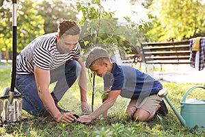 Dad and son planting tree in park