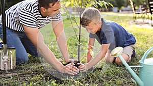 Dad and son planting tree in park