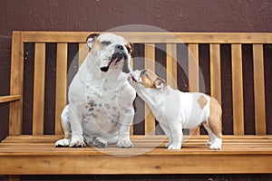 Daddy and baby English bulldogs