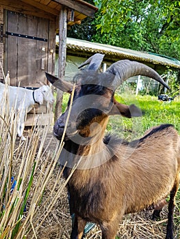 Daddy goat and friend