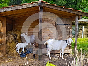 Daddy goat and friend