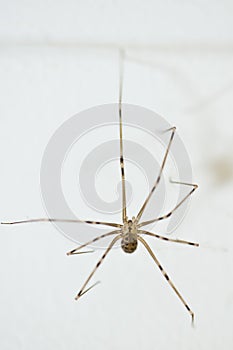 Daddy long leg spider