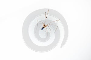 Daddy long leg spider - Pholcus phalangioides