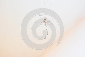 Daddy long leg spider - Pholcus phalangioides