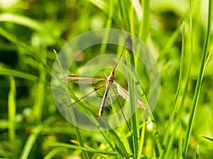 Daddy long legs crane fly Tipulidae close up