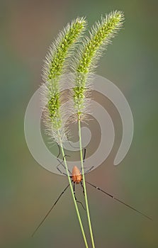 Daddy long legs on foxtail