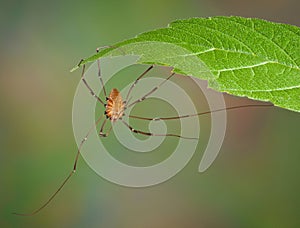 Daddy long legs hanging from leaf
