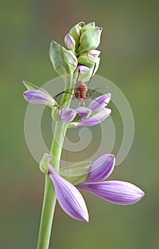 Daddy Long legs on Hosta