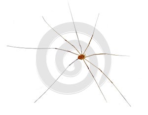 Daddy Long Legs Isolated on White