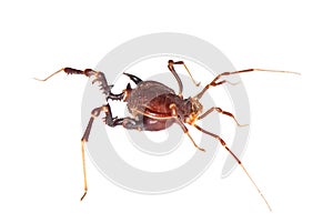 Daddy-long-legs isolated on white background