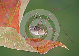 Daddy Long legs on leaf